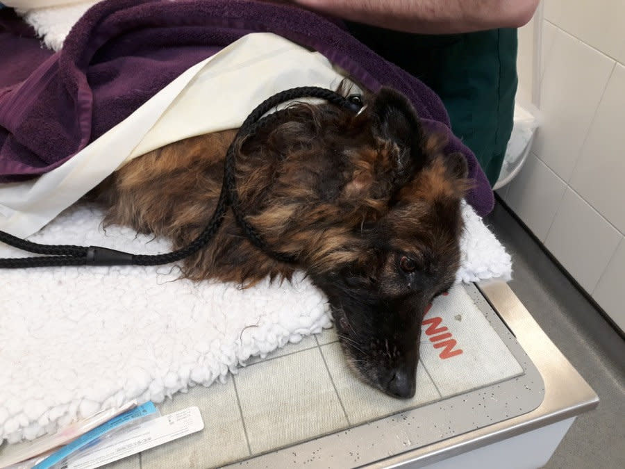 Belgian Shepherd Bella was rescued from the River Trent (Swns)