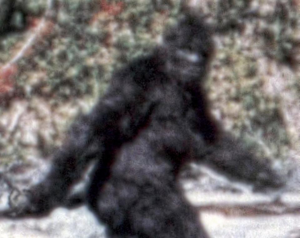 This still image was recovered from the 1967 "Patterson film" taken in California of an alleged Bigfoot.