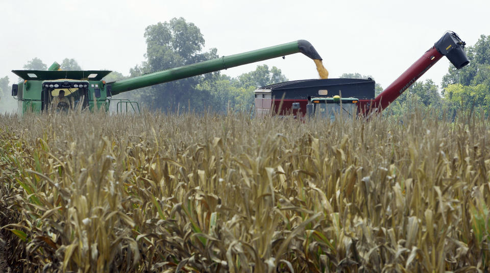 In this photo taken July 16, 2012, harvested corn is dumped from a combine, left, into a hopper being towed by a tractor near Altheimer, Ark. The U.S. Agriculture Department Friday, Aug. 10, cut its projected U.S. corn production by 17 percent from its forecast in July, and 13 percent from last year. (AP Photo/Danny Johnston)