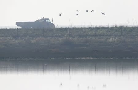 Black-headed gulls fly past a truck being used to spread earth from the Crossrail project to landscape a saltwater marsh wildlife habitat on Wallasea island, in Essex, March 13, 2014. REUTERS/Andrew Winning