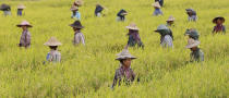 <p>Burmese farm workers harvest rice in a paddy field on the outskirts of Naypyitaw, Myanmar, May 13, 2017. Myanmar used to be one of the main exporters of rice in Asia, and according to media reports about 61 percent of its population still depend on the rice industry. (Photo: Hein Htet/EPA) </p>