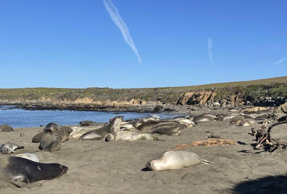 Gigi and other elephant seals rest peacefully on the Piedras Blancas beach north of San Simeon in April 2023.