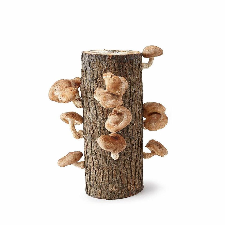 12) Shiitake Mushroom Log Kit