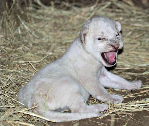 This rare white lion was just born and we’re just trying to keep it together