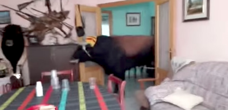 De pronto, un enorme toro entró en la sala de su casa. Foto: YouTube