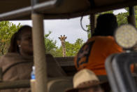 A tall male giraffe greets Tebogo Masiu and Smagele Twala during a game drive in the Dinokeng game reserve near Hammanskraal, South Africa Sunday Dec. 5, 2021. Recent travel bans imposed on South Africa and neighboring countries as a result of the discovery of the omicron variant in southern Africa have hammered the country’s safari business, already hard hit by the pandemic. (AP Photo/Jerome Delay)