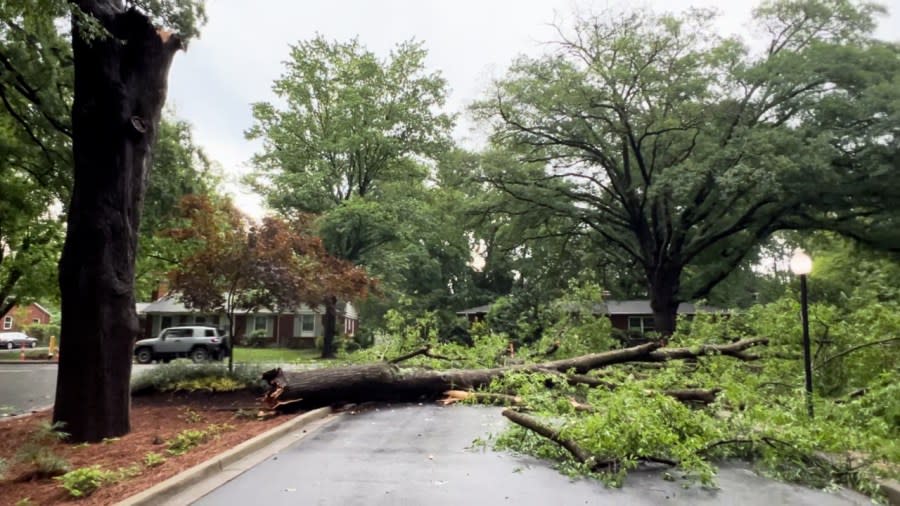 A tree covers the entrance to an apartment complex off Scaleybark Road in Charlotte.