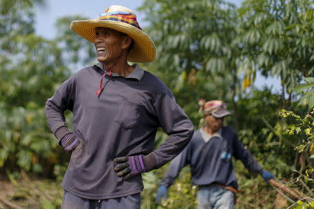 A cassava farmer reacts in a field near Khon Kaen, Thailand, September 14, 2015. REUTERS/Jorge Silva