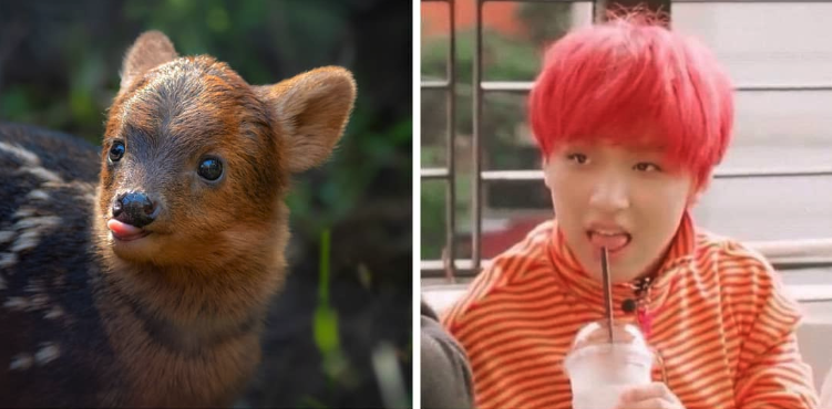 A baby pudu is being named after Haechan. (Photo: Instagram lazoo)