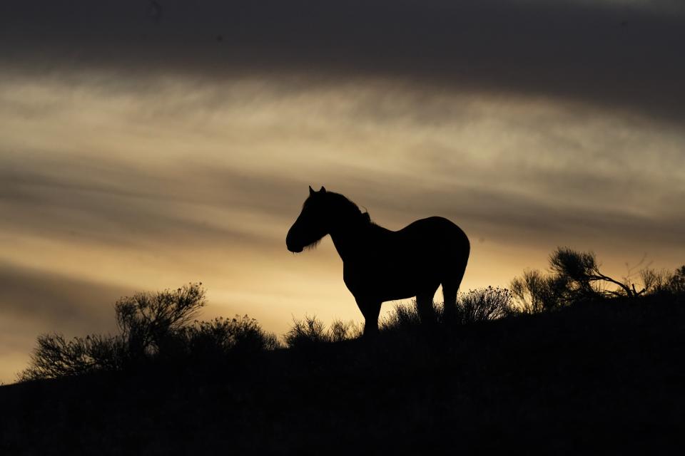A wild horse stands on a hillside on the Fort McDermitt Paiute-Shoshone Indian Reservation on April 24, 2023, near McDermitt, Nev. A huge lithium mine under construction nearby is at the center of a dispute over President Joe Biden's clean energy agenda. (AP Photo/Rick Bowmer)