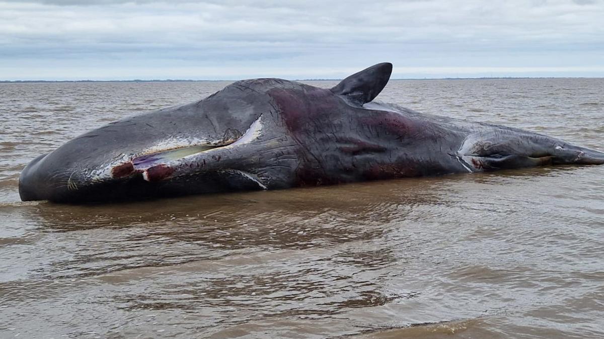 Photo of Vorvaň vyplavený na breh na pobreží Spojeného kráľovstva sa obáva smrti