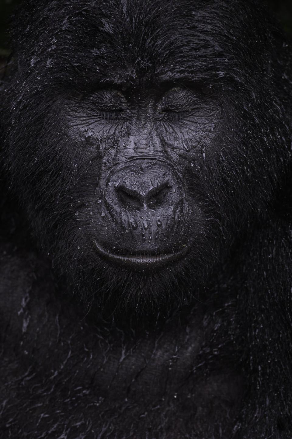 A gorilla image by Majed Ali won the Wildlife Photographer of the Year: Animal Portraits Award (Majed Ali/Wildlife Photographer of the Year/PA) (PA Media)