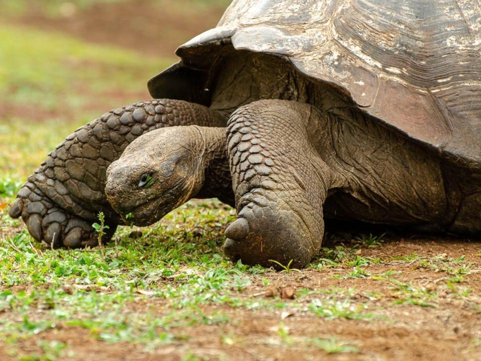 A giant tortoise