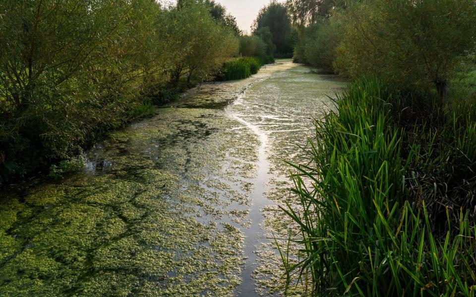 Rice excavated a water feature along the lines of the original castle moat