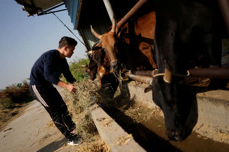 Bullfighter Ren Ruzhi, 24, feeds bulls used for fighting at the stable of the Haihua Kung-fu School in Jiaxing, Zhejiang province, China October 27, 2018. REUTERS/Aly Song