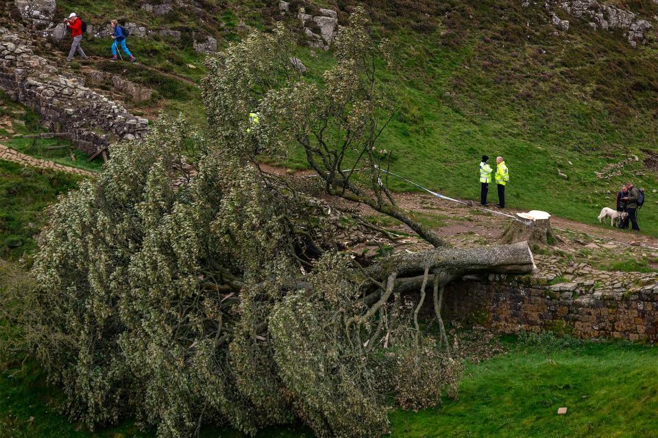 'Sycamore Gap' tree on Hadrian's Wall now lies on the ground, leaving behind only a stump in the spot it once proudly stood on September 28, 2023 northeast of Northumberland, England. The tree, which was apparently felled overnight, was one of the UK's most photographed and appeared in the 1991 Kevin Costner film "Robin Hood: Prince Of Thieves."