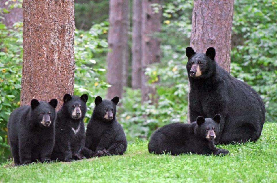 A mother bear, or sow, with her cubs.