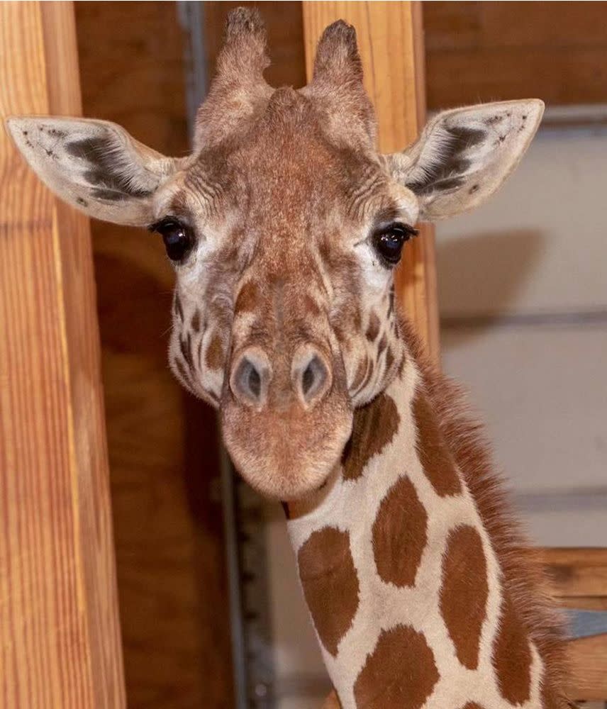 April the Giraffe