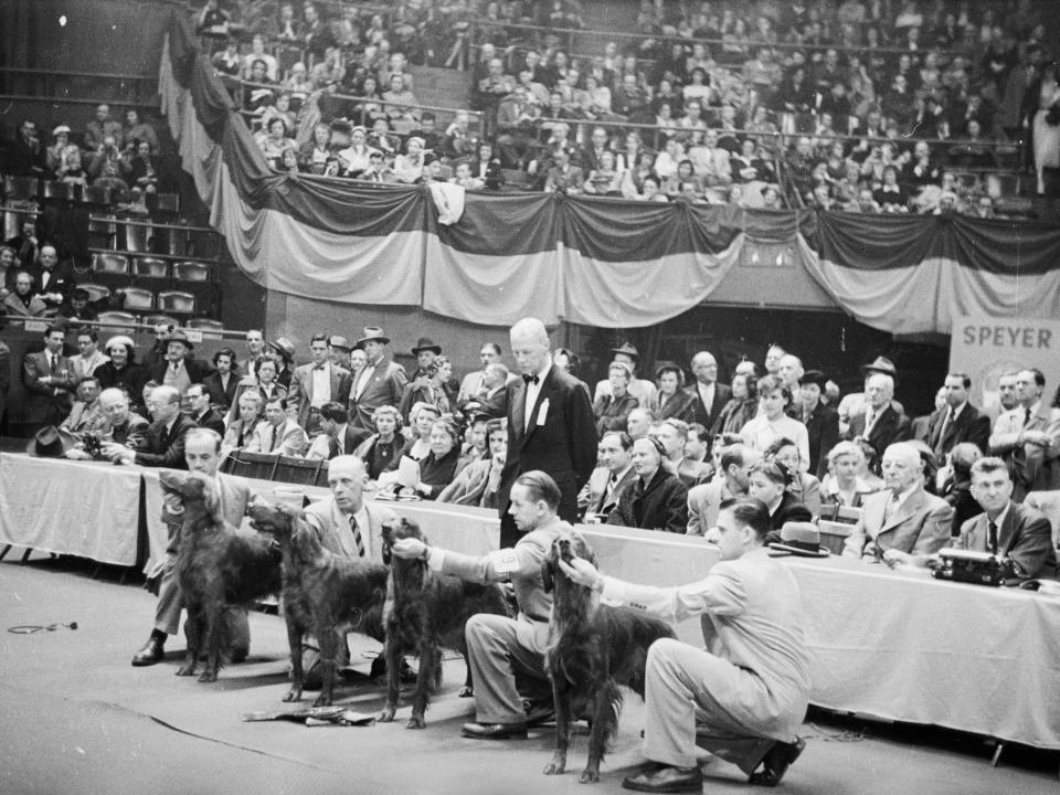 Spaniel finalists at Westminster Dog Show in Madison Square Garden, New York, in 1952.