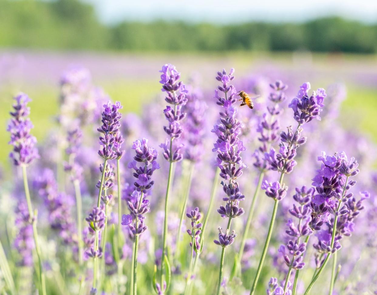 pollinator honey bee in a lavender field