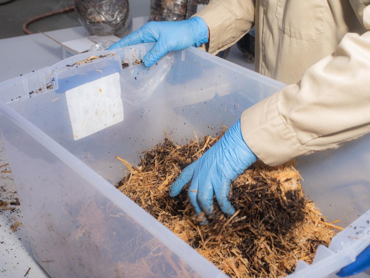 A gloved hand mixing substrate from a blue oyster mushroom kit with coffee grounds.