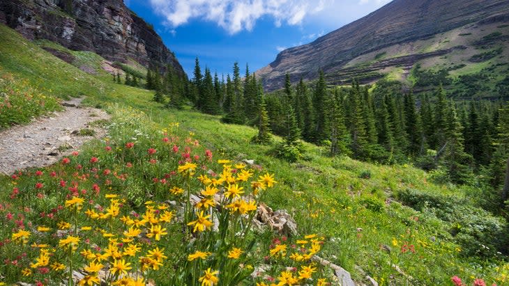 <span class="article__caption">Wildflowers flank the Ptarmigan Trail, Glacier National Park.</span> (Photo: Dean Fikar)