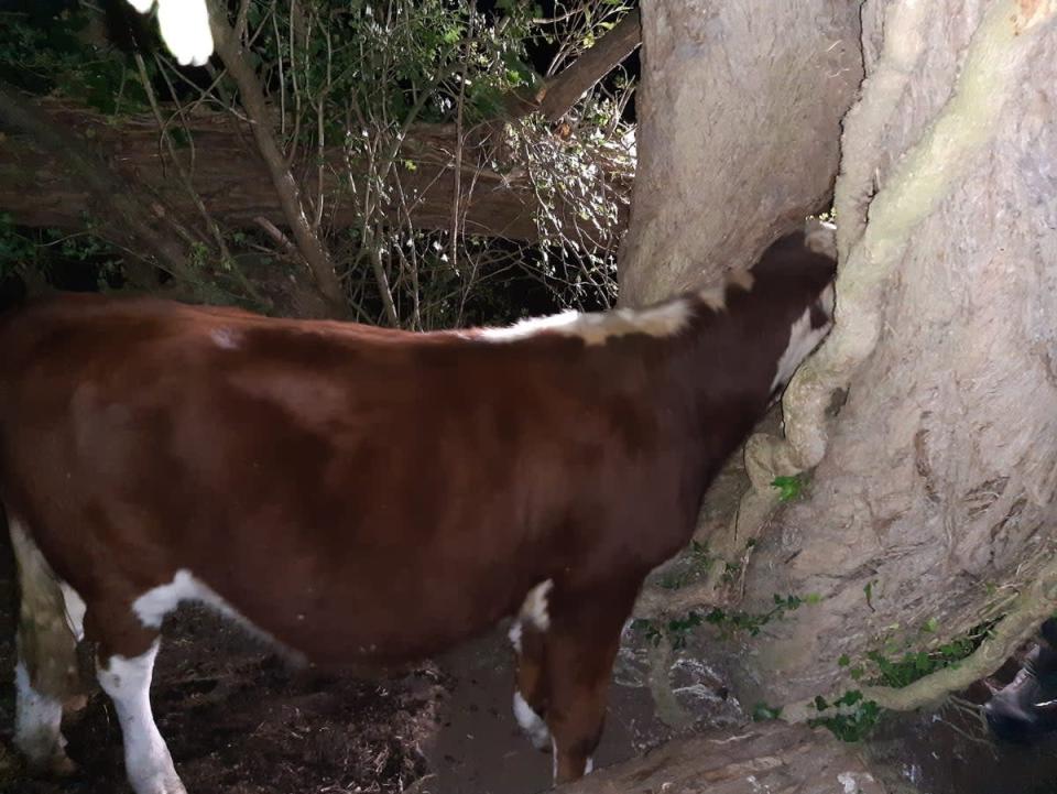 The cow got its head stuck in a tree in Chilbolton (Hampshire &amp; Isle of Wight Fire &amp; Rescue Service/PA)