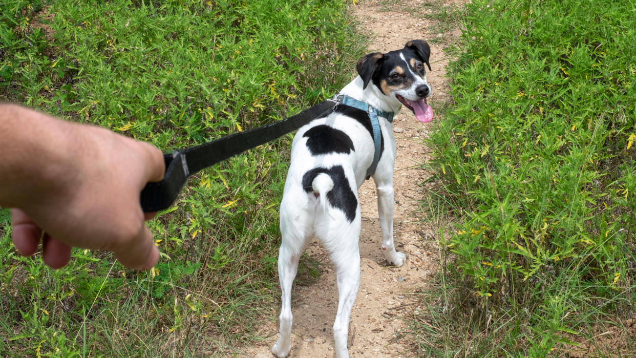  Dog pulling on leash 