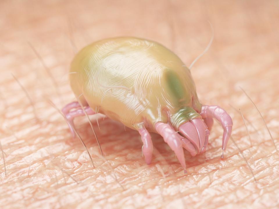 Les acariens, invisibles à l'oeil nu, mesurent moins d'1 mm de longueur (crédit : getty image)