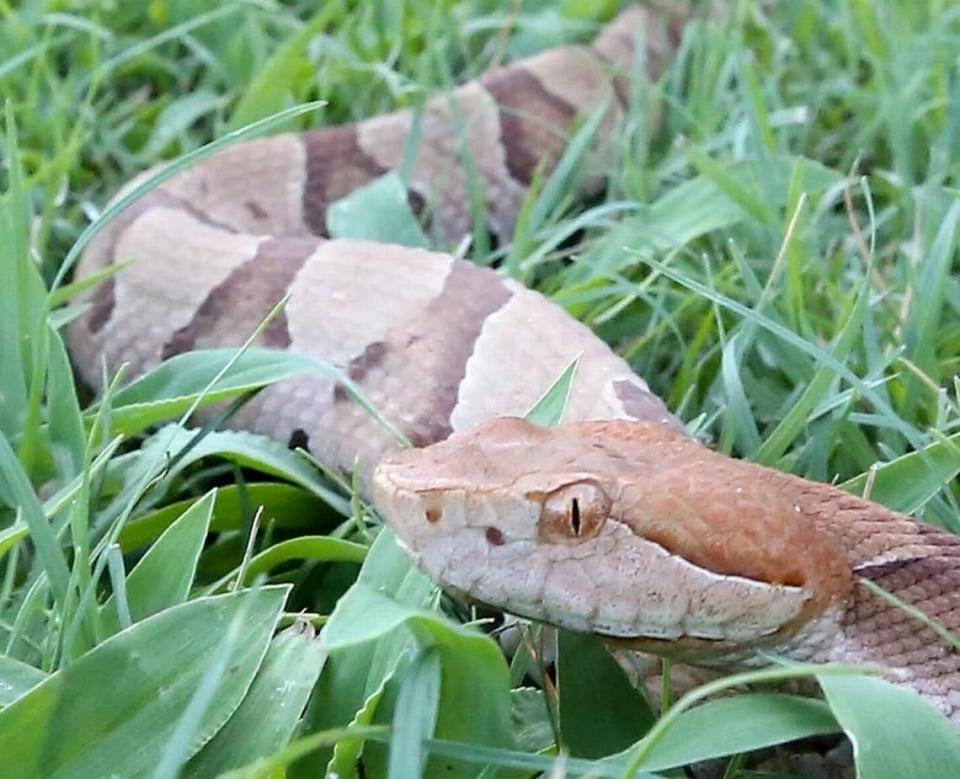 A copperhead snake in the grass at Hayden Cavender‘s shop in the Little River community in July 2016.