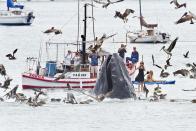 Una ballena jorobada causa conmoción al aparecer en aguas cercanas a la costa de California. .Photo © 2012 ExclusivePix/The Grosby Group