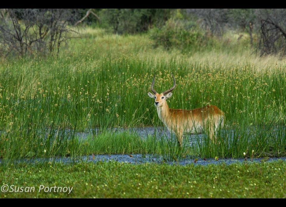 A red lechwe resembles a painting more than a flesh and blood creature in this shot.   © Susan Portnoy