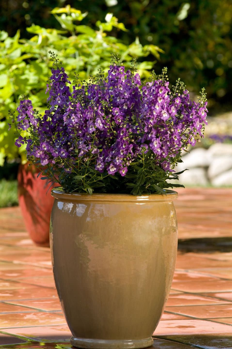 purple blooming angelonia plant in a glazed tan container on a terra cotta tile patio