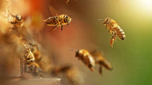 <span class="attribution"><a class="link " href="https://www.shutterstock.com/image-photo/flying-honey-bees-into-beehive-gathering-2301917161" rel="nofollow noopener" target="_blank" data-ylk="slk:Jag_cz/Shutterstock;elm:context_link;itc:0;sec:content-canvas">Jag_cz/Shutterstock</a></span>