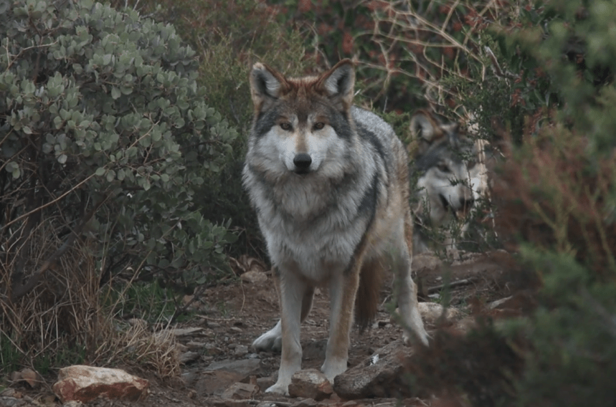 California Wolf Center Announces Transfer of Three Endangered Mexican Gray Wolves to Brookfield Zoo in Chicago (Photo courtesy: California Wolf Center)