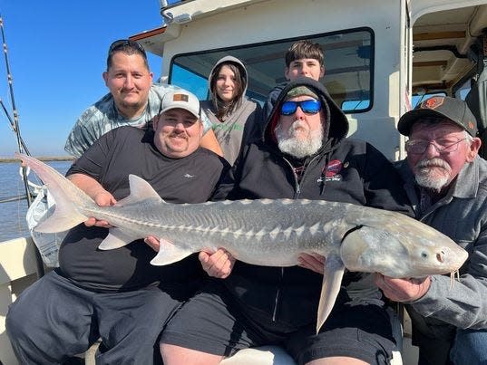 These anglers teamed up to catch and release this white sturgeon while fishing in Suisun Bay near the Martinez Bridge with Zack Medinas of Gatecrasher Fishing Adventures.