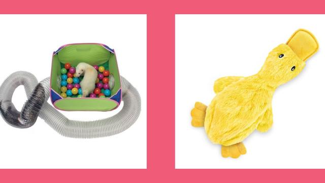 The Best Ferret Toys To Keep Them From