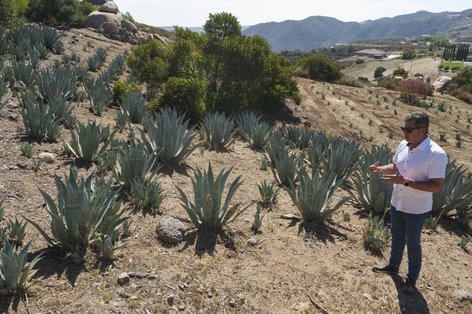 Leo Ortega talks about the Agave Americana plants that surround his home in Murrieta, Calif., Tuesday, Oct. 17, 2023. Ortega started growing blue agave plants on the hillsides of his Southern California home because his wife liked the way they looked. (AP Photo/Damian Dovarganes)