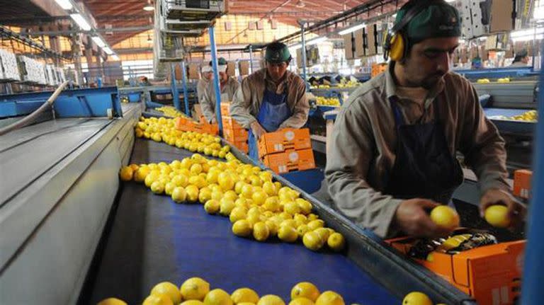 Empaque de limones en Tucumán