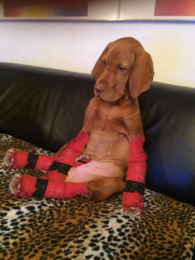 how do you help a dog with a broken leg