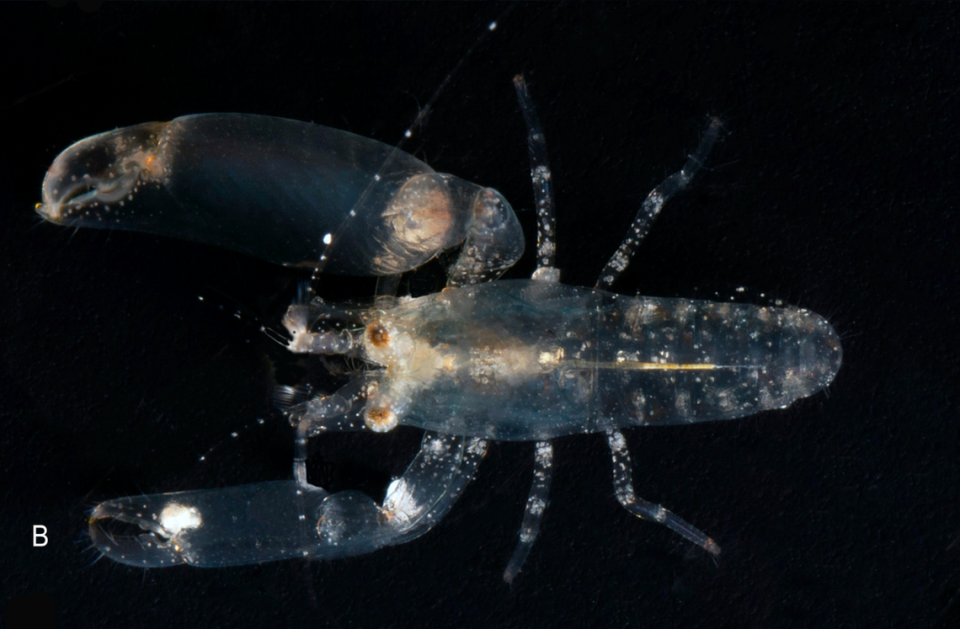 A male Periclimenaeus cloacola, or sewer-dwelling shrimp. Photo from C.H.J.M. Fransen