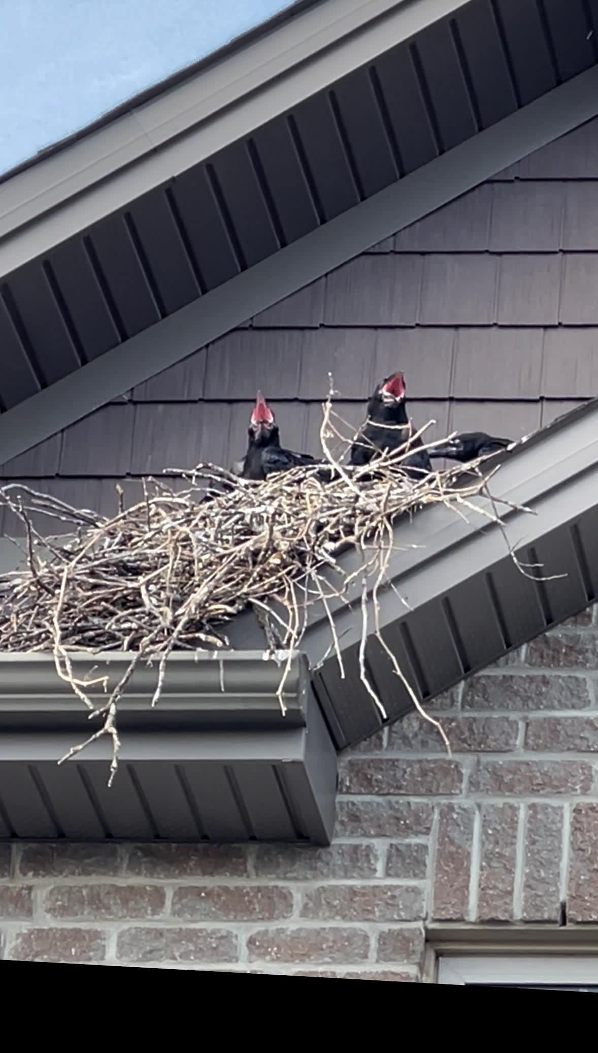 Nestlings await the return of their parents under the protective eaves of a home on Fountainhead Drive in Orléans. (Submitted by Chelsey McLellan - image credit)