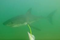 Marine biologists from Cal State Long Beach Shark Lab study sharks along the California coast