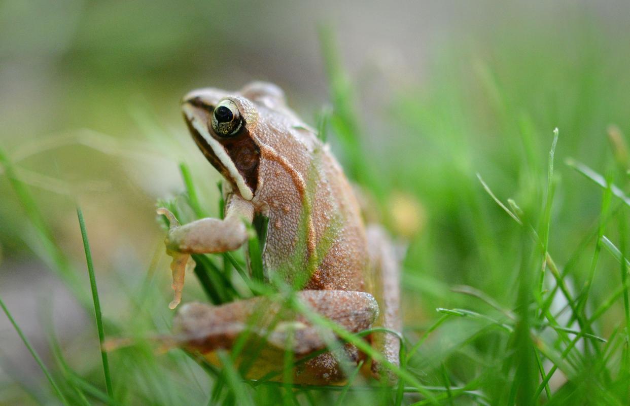 A tree frog pops up out of the grass to take in some late afternoon sun in an unmown section of lawn.