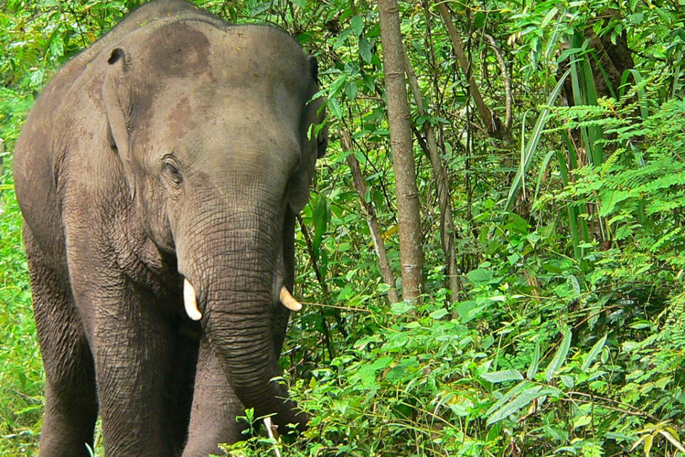 elephant-in-vietnam-2