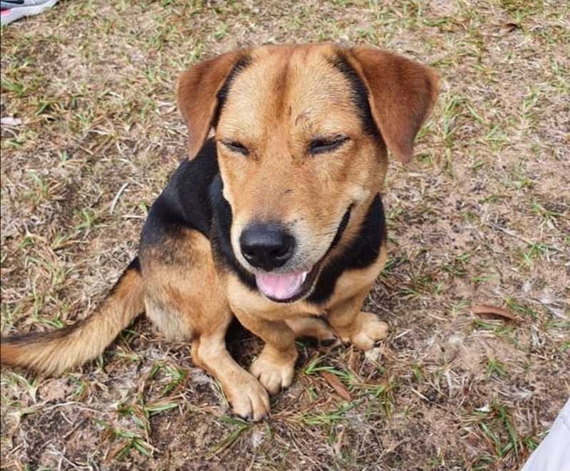 Internet users are mourning the death of community dog Kopi-O due to a hit-and-run incident on Singapore’s Pulau Ubin. — Photo via Facebook/ Terence Tan