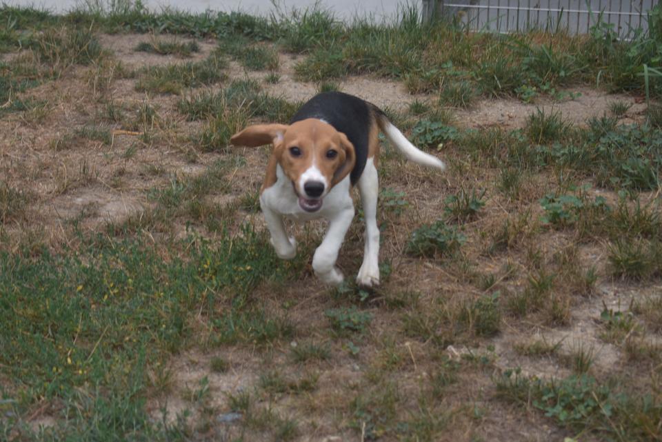 Lisa Dennison, executive director of the New Hampshire SPCA, said the dogs are in good shape and "are super sweet and very wiggly!"