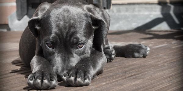 Alertan de virus canino que ha matado a decenas de mascotas en Estados Unidos