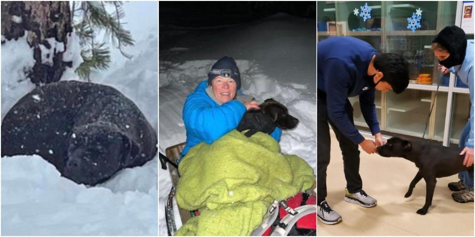 The rescue of Russ the dog in pictures. From left, Russ sleeping in the snow, Russ being sled to safety by Wendy Jones, and Russ being reunited with his owner.