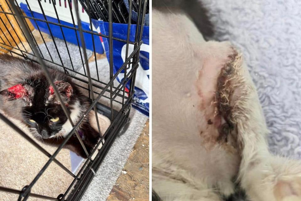 Bradford Telegraph y Argus: Pink Paws Cat Rescue compartieron estas imágenes de gatos que acudieron al rescate necesitados